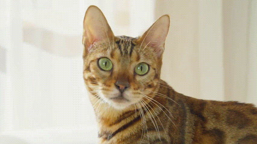 wopet automatic pet water dispenser