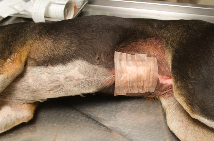 Post-surgery picture of a dog that underwent splenectomy