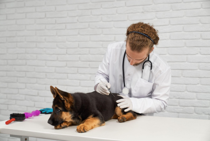 A vet giving a German Shepherd puppy an injection while it lies on the exam table.