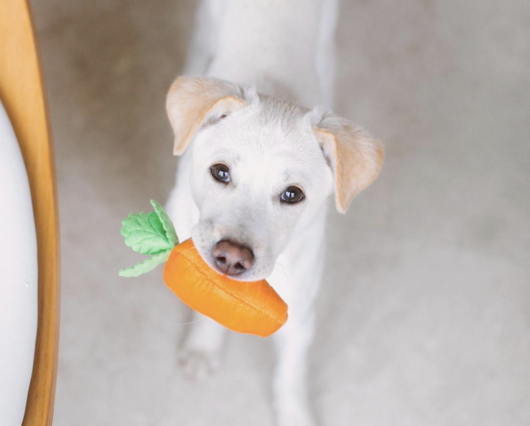 A dog with carrying a toy carrot in its mouth