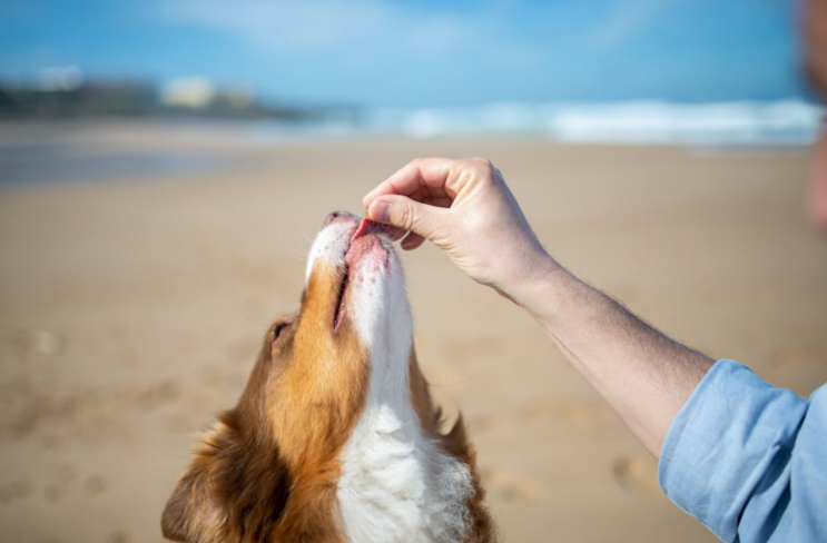 Dog eating a treat from the hands of a human at a beach