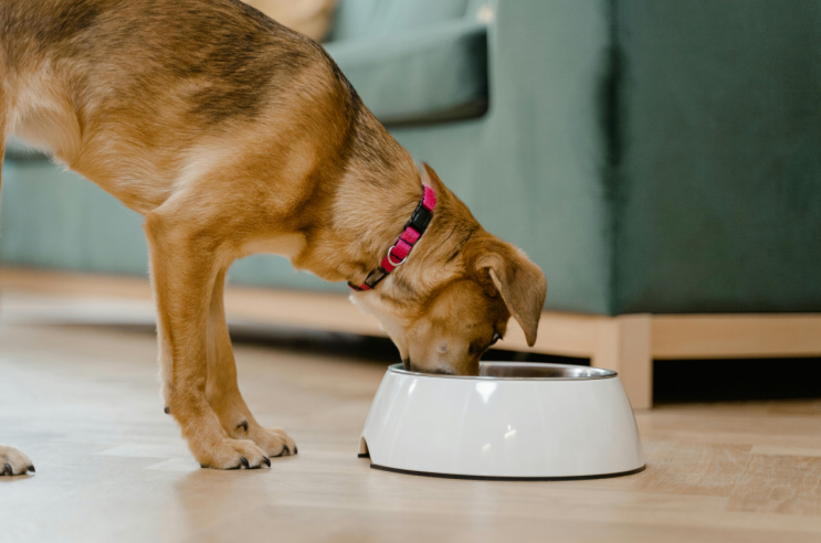 Brown dog wearing a pink collar eating from a white food bowl indoors.