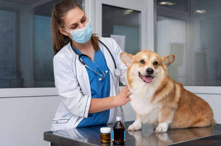 A vet examining a dog for the hemangiosarcoma disease