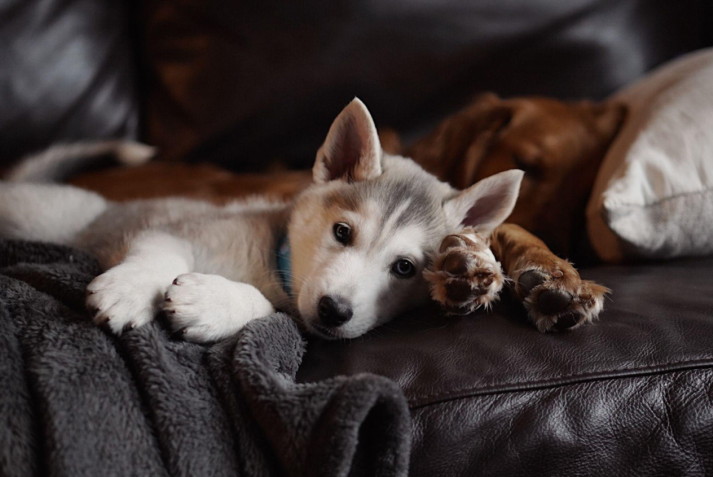 A husky puppy resting on a couch beside a sleeping golden retriever.