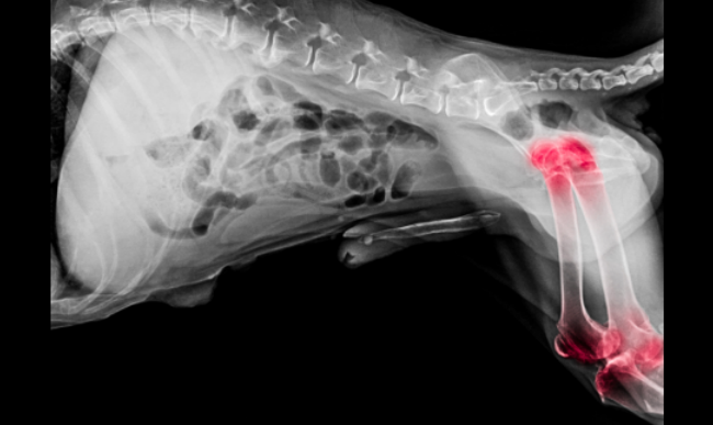 X-ray of a dog’s hind leg showing hip and knee joints highlighted in red, suggesting hip dysplasia